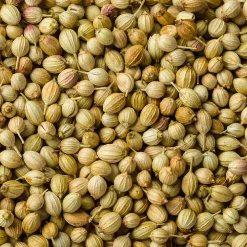 Paleolit Koriandermag egész 25kg lédig Coriander seeds 99,5%
